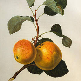 The Kerry Pippin by William Hooker
