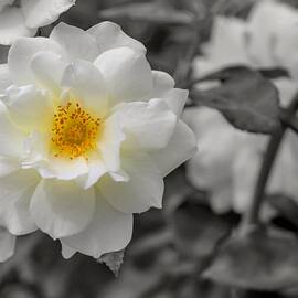 The Light From Within by Alison Frank