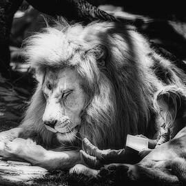 the lion and the girl by Mountain Dreams