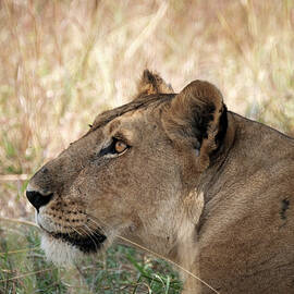 The Lioness by Mary Lee Dereske