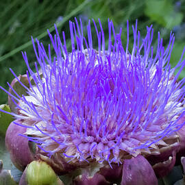 The Loveliness of an Artichoke by Mary Lee Dereske