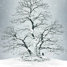 The North remembers by Moira Risen