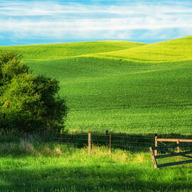 The Open Gate by Mary Jo Allen