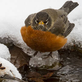 The Red Robins Glare by Jean Noren