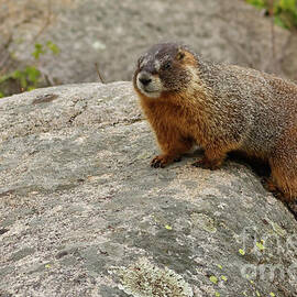 The Rock Chuck by Natural Focal Point Photography