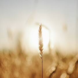 The Sun Touches All Things by Petar Fourlinski