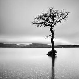 The Tree by Grant Glendinning