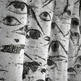The Trees Have Eyes by Wim Lanclus
