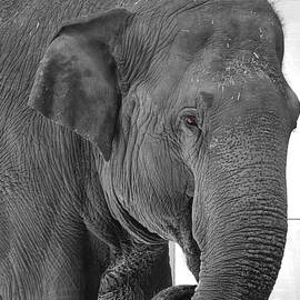 Thoughtful Eyes by Richard Reeve