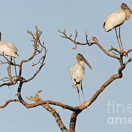 Three in a Tree by Natural Focal Point Photography