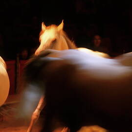 Three white horses running in arena by Sami Sarkis Photography