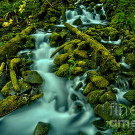 Through Moss Covered Boulders And Logs by Adam Jewell