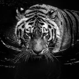Tiger in water by Lukas Holas