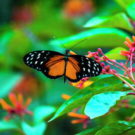 Tiger Longwing Butterfly by David Morefield