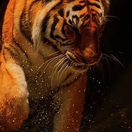 Tiger playing in the water  by Flees Photos