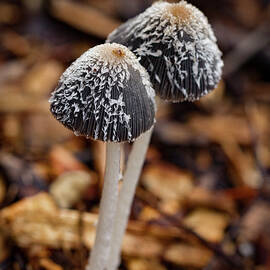 Tiny Tops by Jean Noren