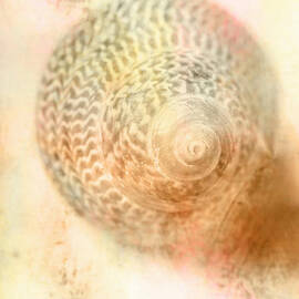 Top down view of spiral sea shell by Jorgo Photography