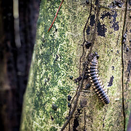 Tractor Millipede by David Morefield