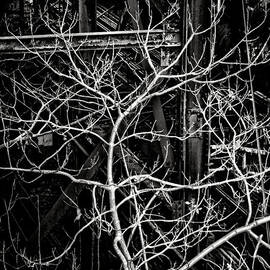 Tree of Non Life by Olivier Le Queinec