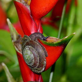 Tree Snail drinking from False Bird of Paradise Plant by Richard Reeve