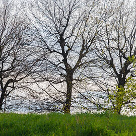 Trees in April - 2  by AM FineArtPrints