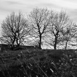 Trees in April by AM FineArtPrints