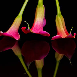 Trio Reflections by Susan Candelario