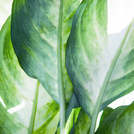 tropic green abstract  by Mark Ashkenazi