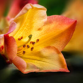 Trumpet of Spring by Mary Jo Allen