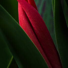 Tulip Bud Glow by Mary Jo Allen