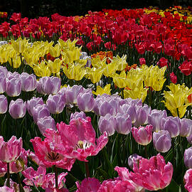 Tulip Mania by Richard Reeve