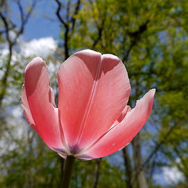 Tulip - Open to the sky by Richard Reeve