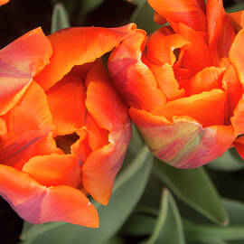 Tulip Pair by Jean Noren