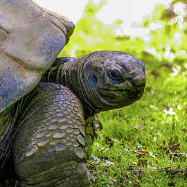 Turtles Eye View by Louis Dallara