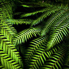 Twilight rainforest fern  by Jorgo Photography