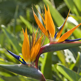 Twin Birds by Kelley King