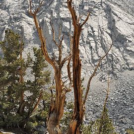 Twin Sticks by Kelley King