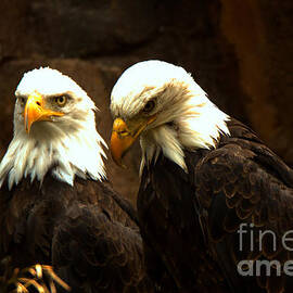 Two Eagles by Adam Jewell