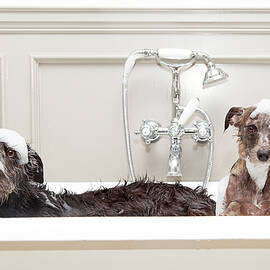 Two funny wet dogs in bathtub by Good Focused