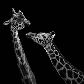 Two giraffes in black and white by Lukas Holas