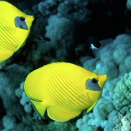 Two masked butterfly fish by Sami Sarkis Photography