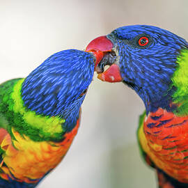 Two rainbow lorikeets exchanging food by Miroslav Liska