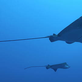 Two swimming Spotted Eagle rays underwater by Sami Sarkis Photography