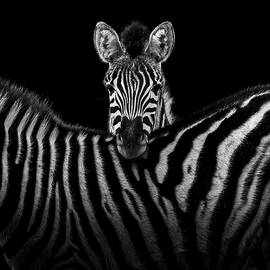 Two Zebras in black and white