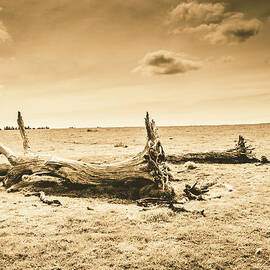 Typical Tasmania by Jorgo Photography