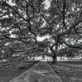 Under the Century Tree - Black and White by David Morefield