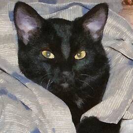 Undercover Kitten by Jeffrey Kolker