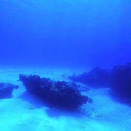 Underwater coral formations by Sami Sarkis Photography