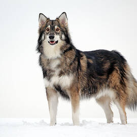 Utonagan in snow by Grant Glendinning