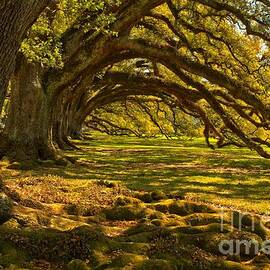 Vacherie Magnificent Oaks by Adam Jewell